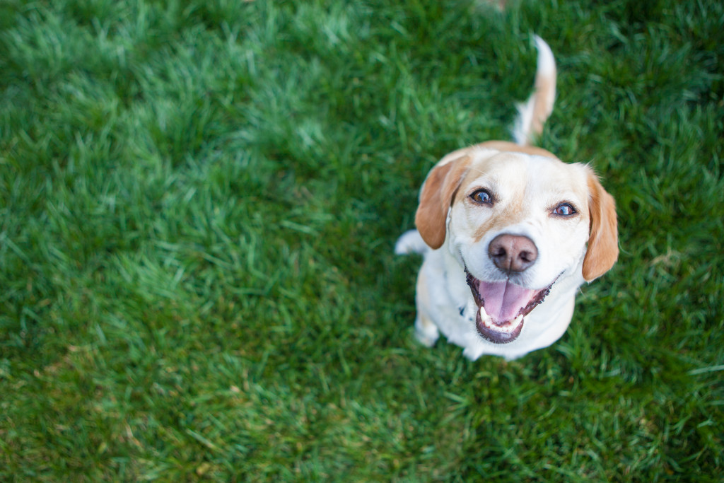 happy dog