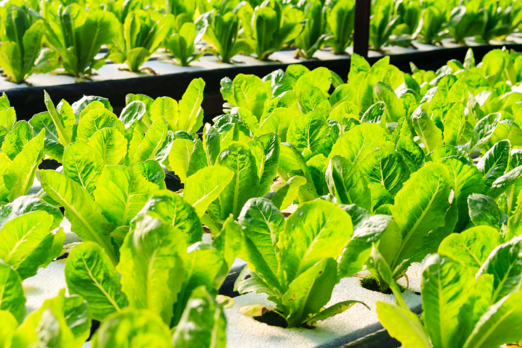 hydroponic gardening