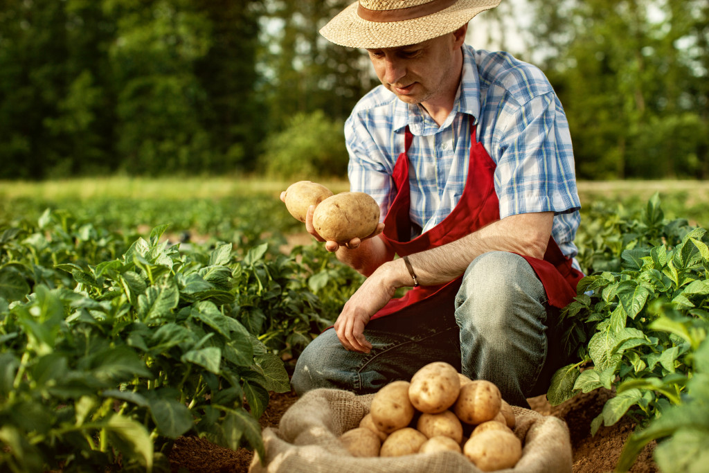 farmer with potatoes