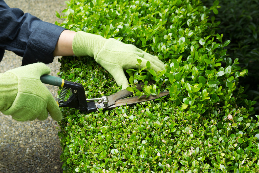 a hand wearing gloves using pruning shears to trim the shrubs