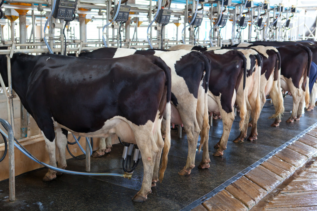 Cow milking facility using mechanized equipment.